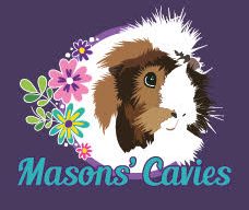 Masons' Cavies Guinea Pigs