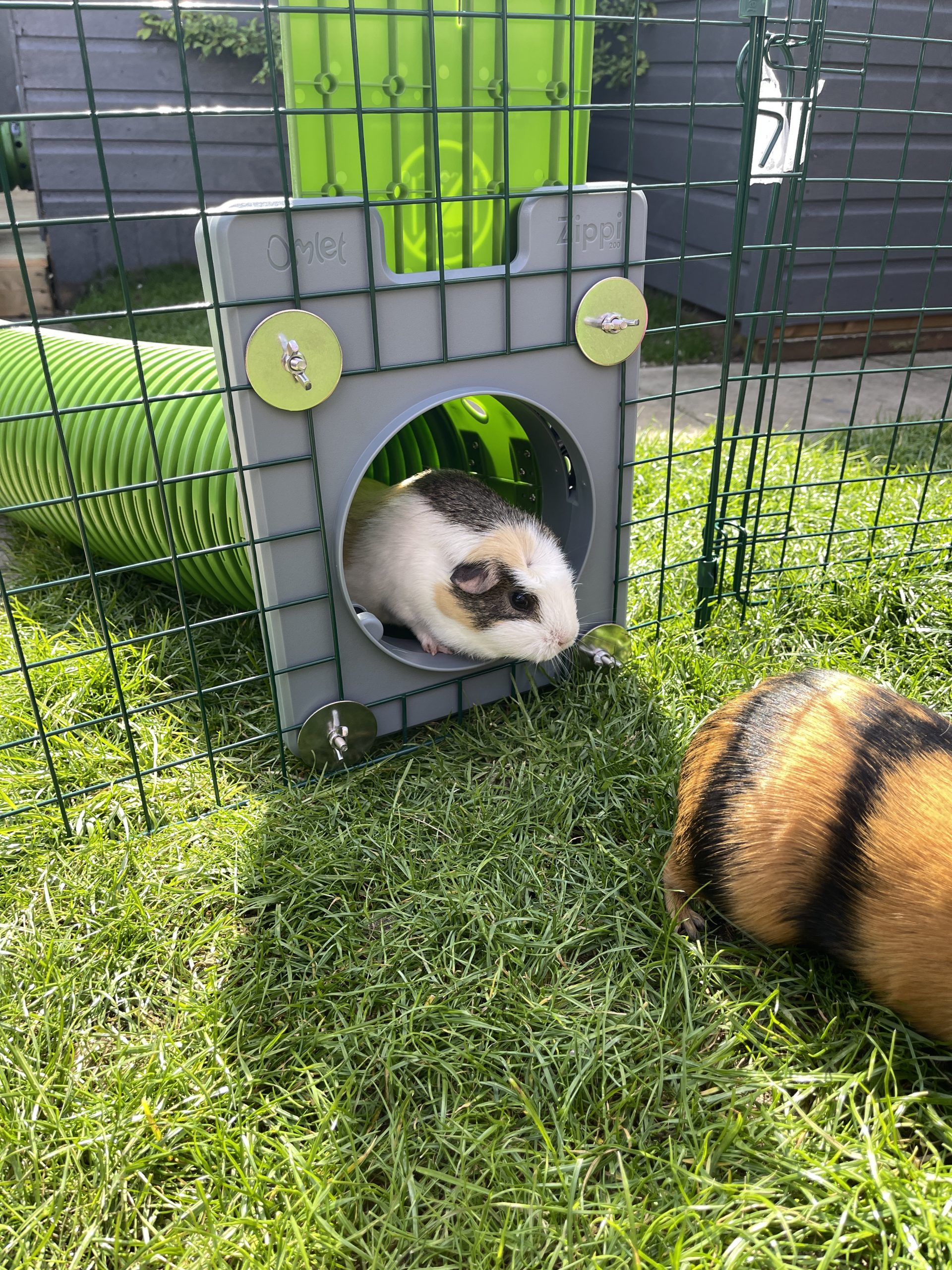 Omlet Pet Products - Masons' Cavies